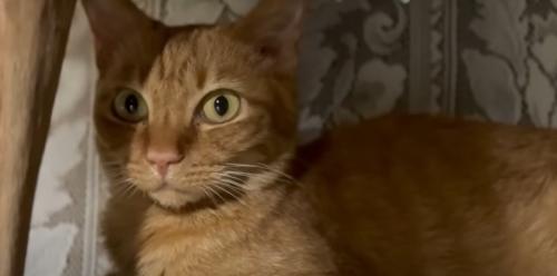 猫の様子