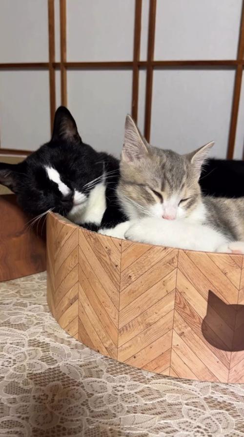 ベッドの上で体をくっつけて眠る2頭の猫