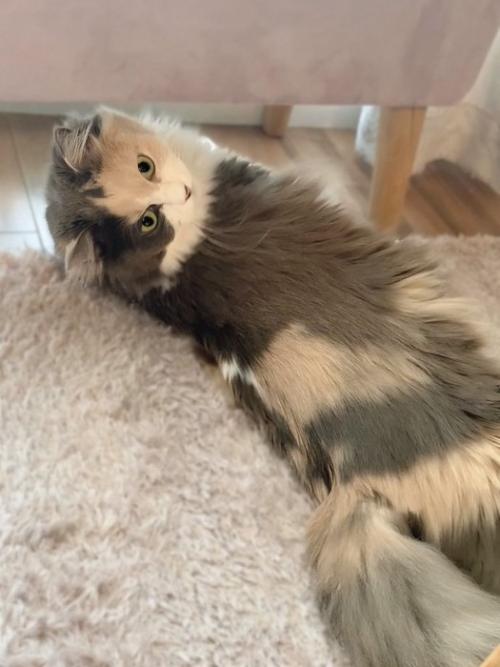 寝そべっている猫