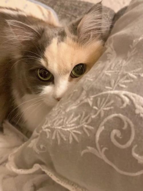 こちらを見つめる猫