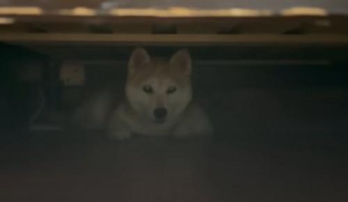 犬の様子