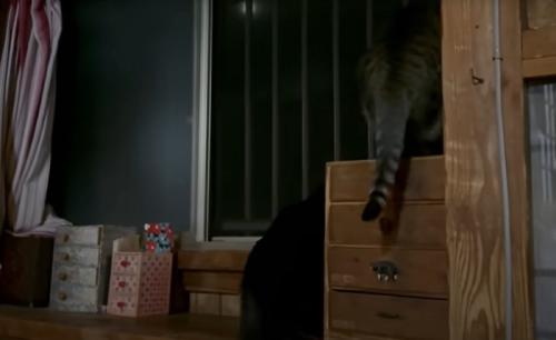 猫の様子