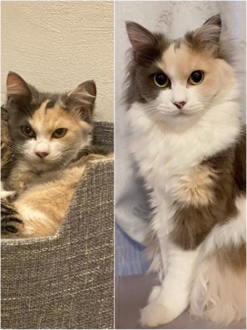 猫が洗われる前と後