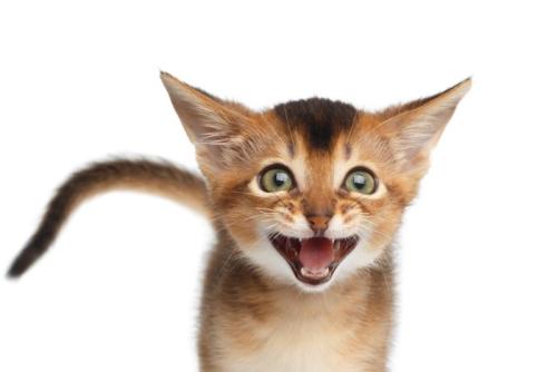 鳴き声を上げる子猫のアビシニアン
