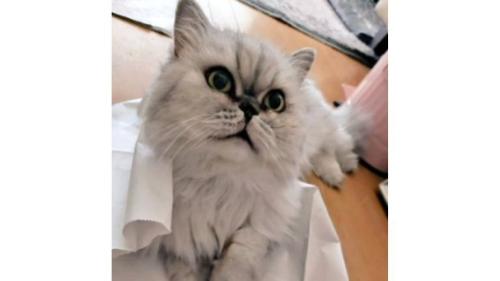 室内にいる猫