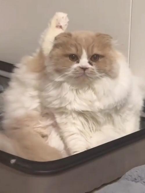 真剣な表情の猫