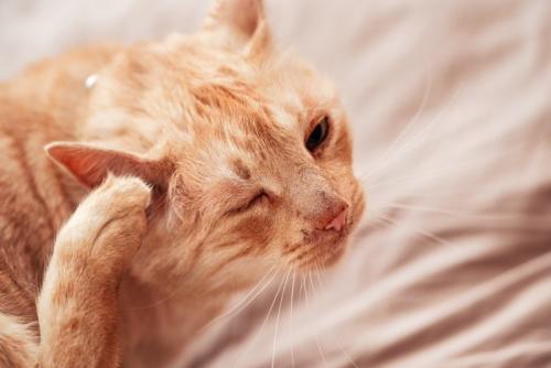 耳をかく猫