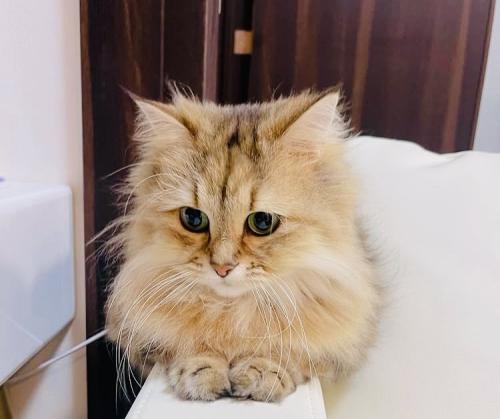 ちょこんと座るペルシャ猫