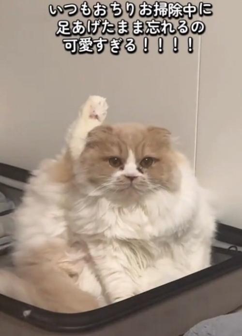 手を挙げているように見える猫