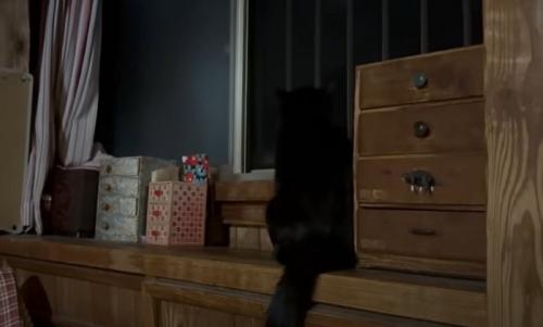 猫の様子