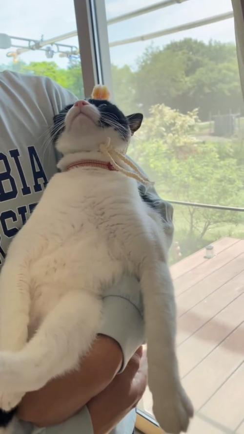 上を向く猫