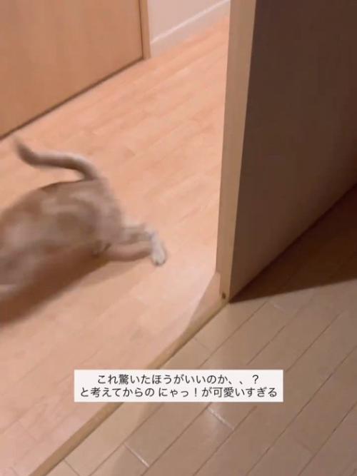 走り去る猫