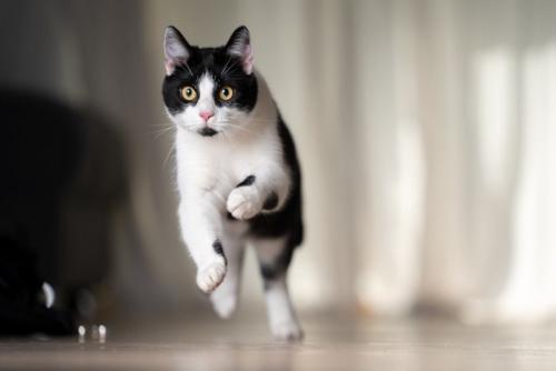 走っている猫