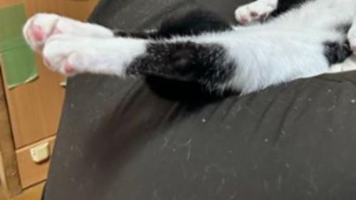 クッションで寝ている猫たち