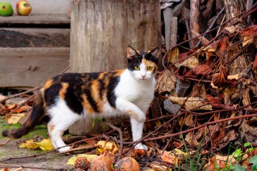 野外を歩く三毛猫