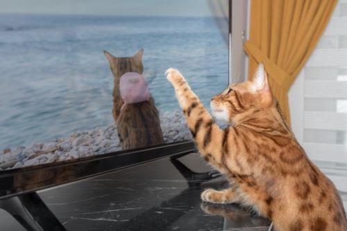 テレビの猫が気になる猫