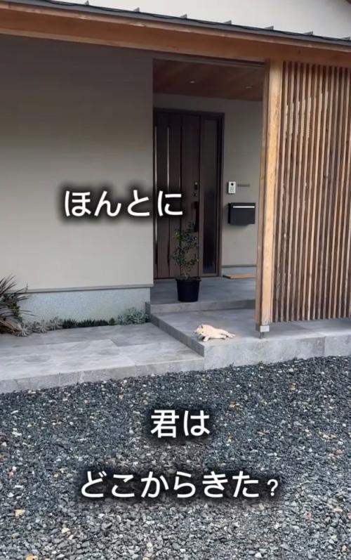 玄関扉の前でくつろぐ子猫