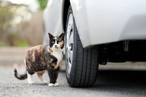 タイヤのそばにたたずむ猫