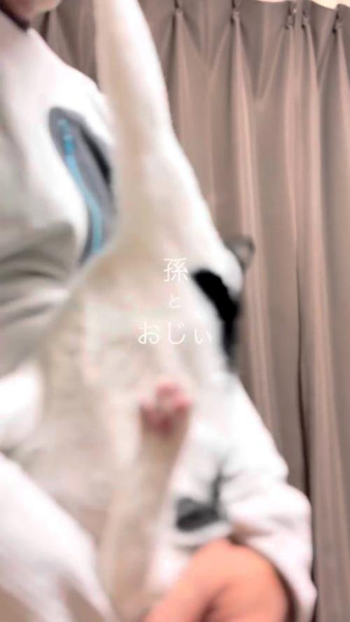 前足を伸ばす猫