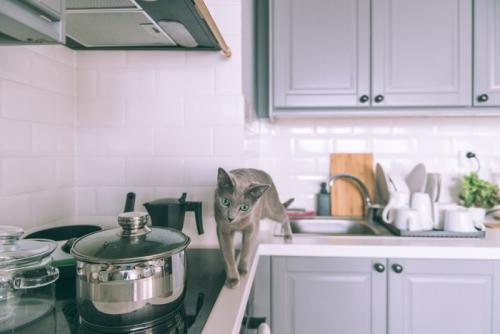 キッチンカウンターを歩く猫