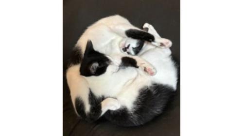 クッションで寝ている猫たち