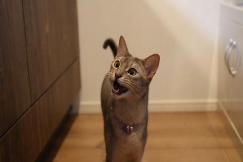 鳴く猫