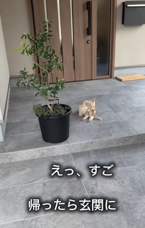 玄関先で毛繕い