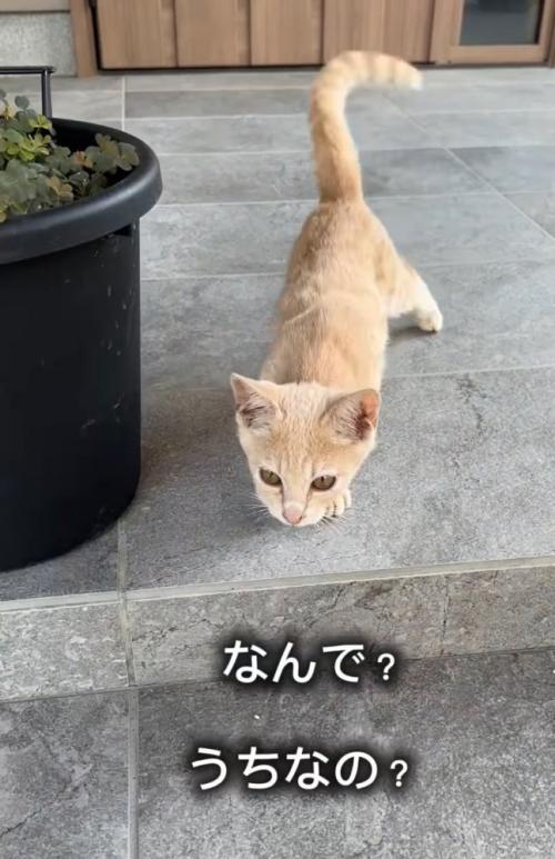 近寄る子猫