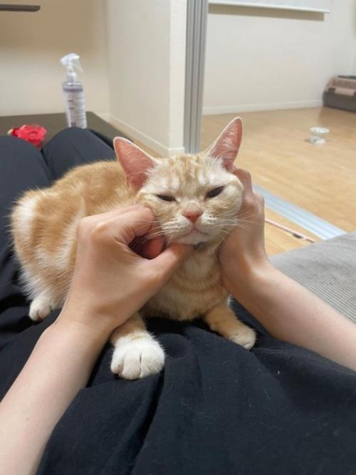 人のお腹の上に乗る猫