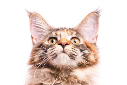 気になる猫