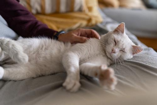 猫とのスキンシップ