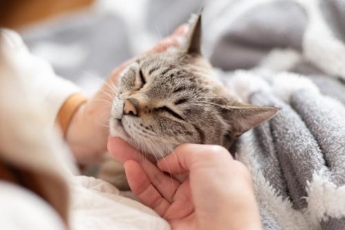 可愛い猫を撫でる飼い主