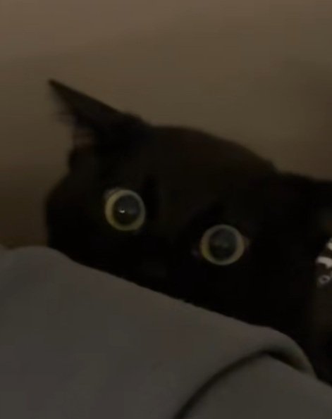 ソファーの後ろに隠れている黒猫の顔のアップ