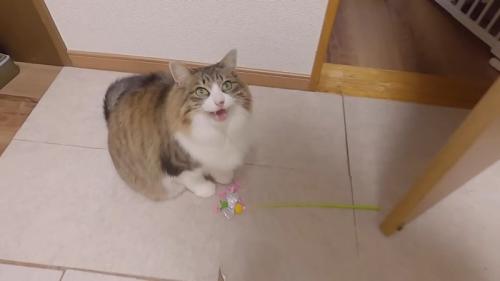 鳴き声を上げるななこちゃん