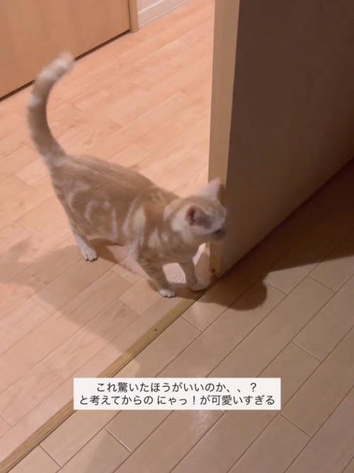 前を見ている猫