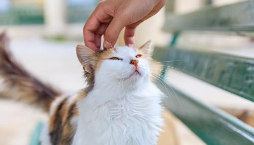 撫でられる三毛猫