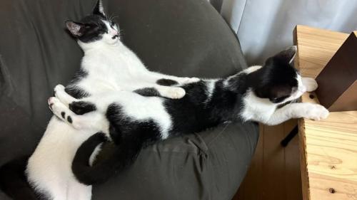 クッションで寝ている猫たち