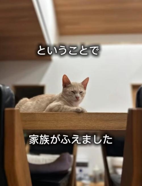 家族になった子猫