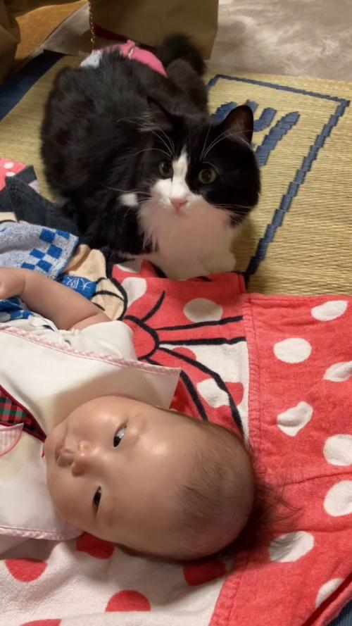 赤ちゃんを近くで見守る猫