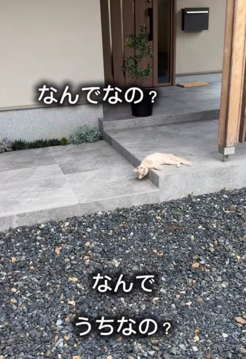 寝転がる子猫