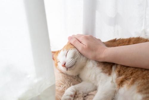 猫をなでる