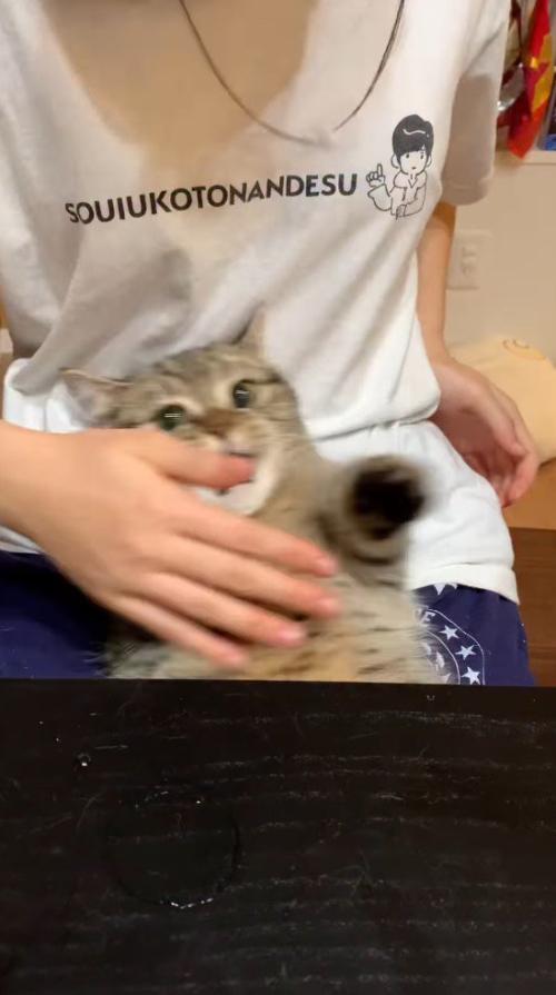 背中を触ってきた女性の手の方へ体を倒す猫