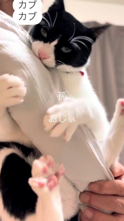 人の腕を噛む猫