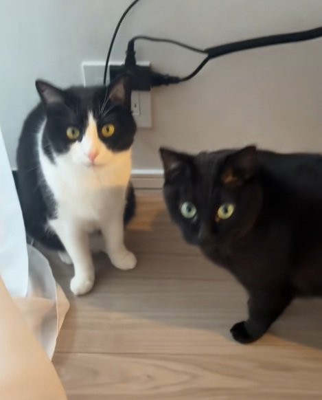 床に座っているハチワレ猫と黒猫