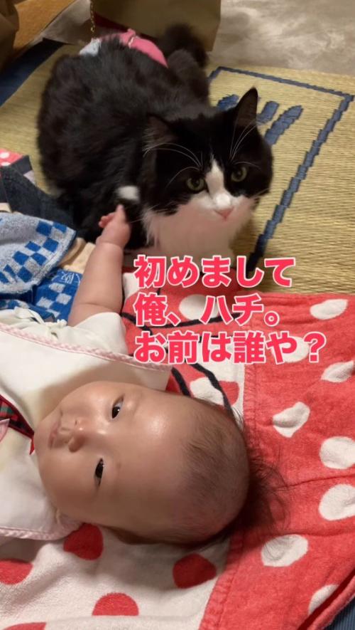 赤ちゃんと初対面した猫→近くでそっと見守っていたら…赤ちゃんの『予想外