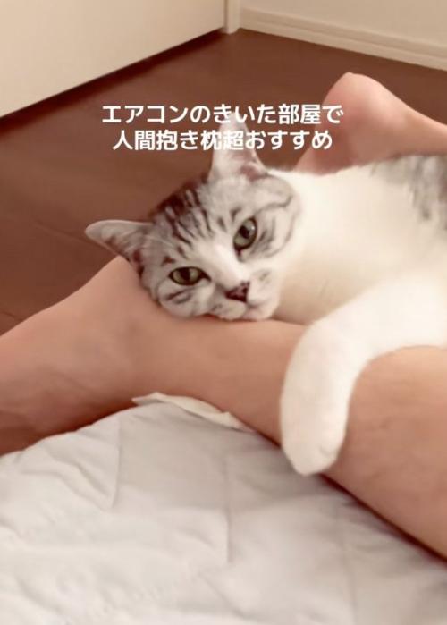睨む猫