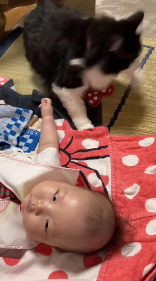 驚いて立ち上がる猫