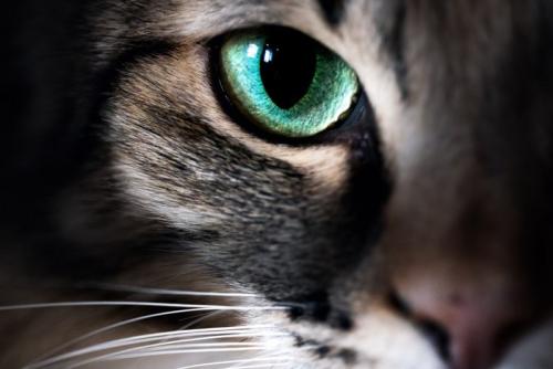 グリーンアイの猫