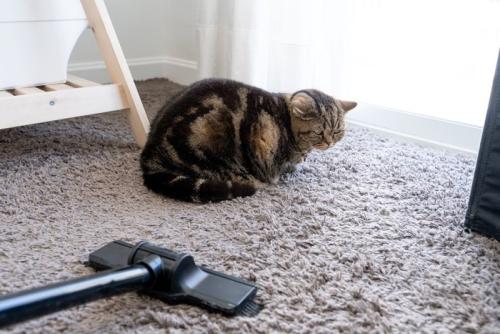 掃除機を怖がって耳を下げる猫