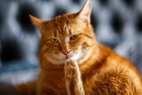不満げな猫